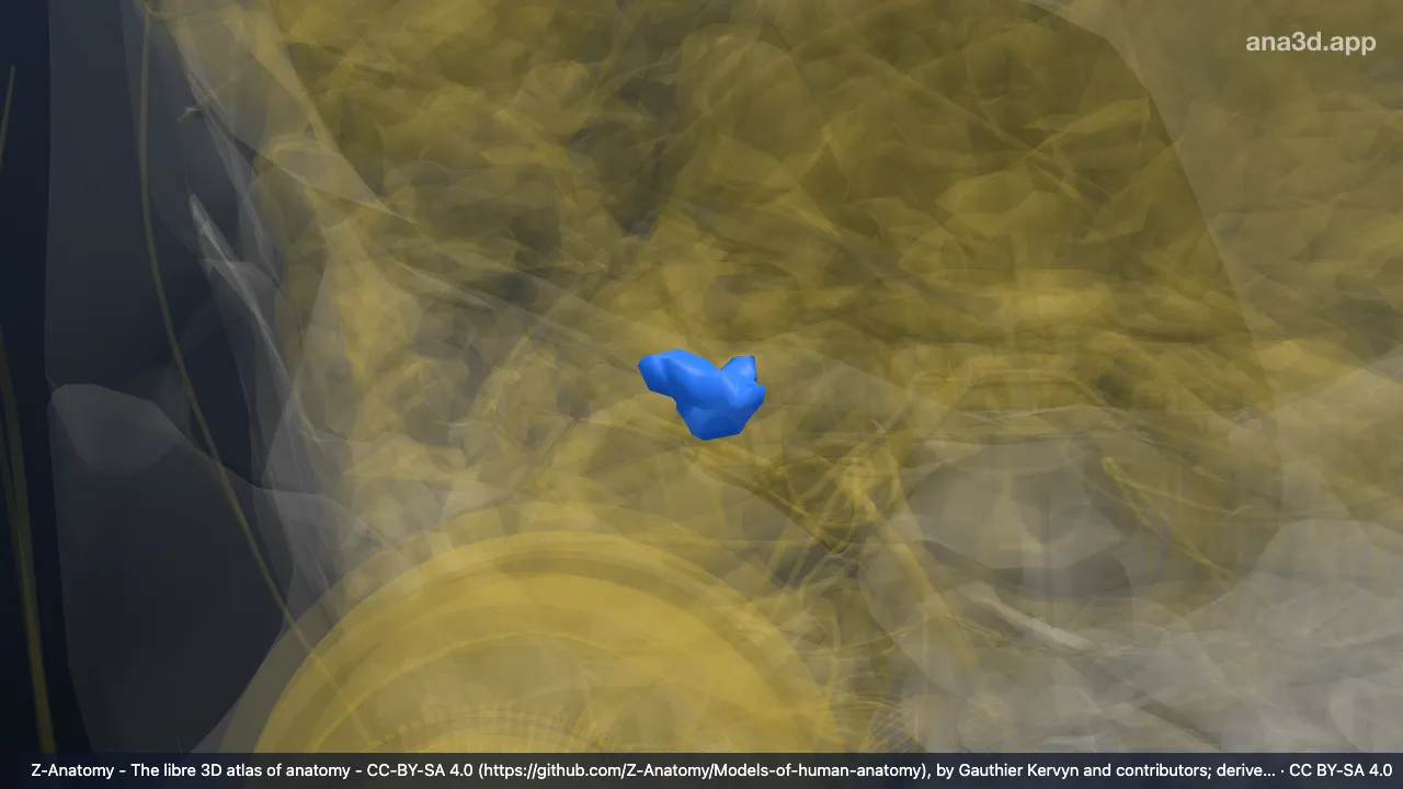 3D-Modell: Rechter Sulcus collateralis transversus posterior