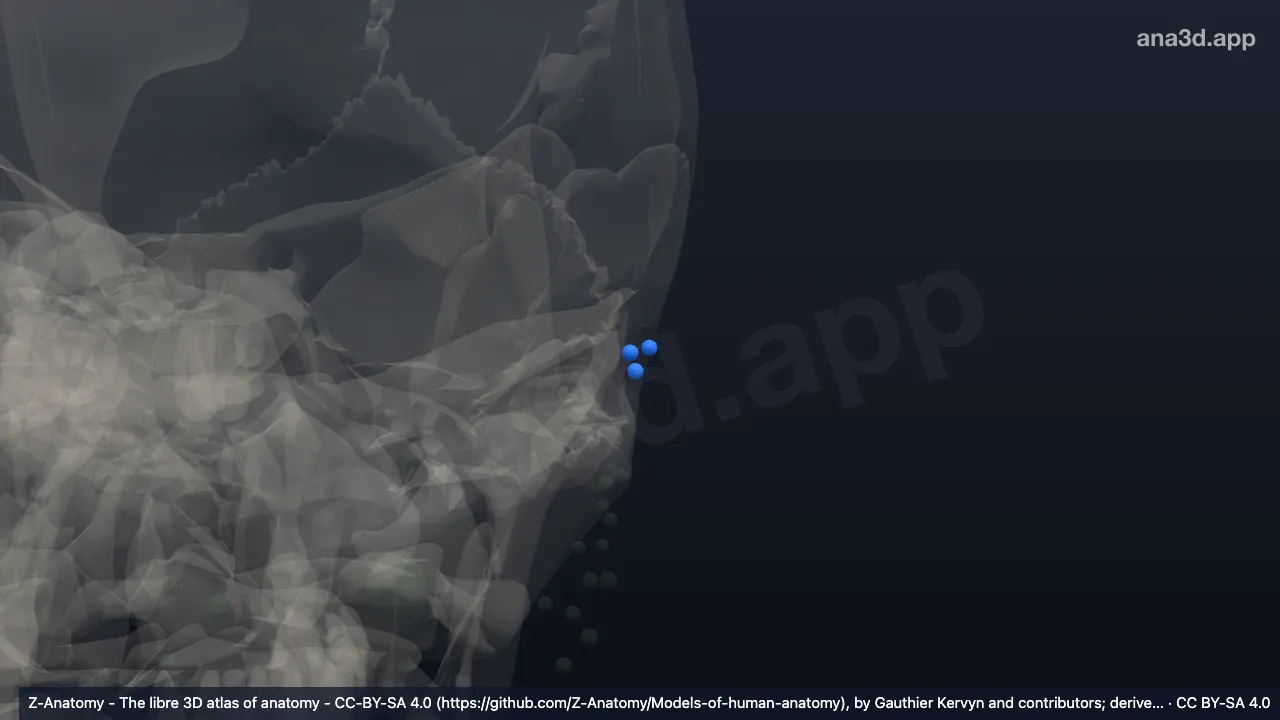 3D 模型：左耳前淋巴结