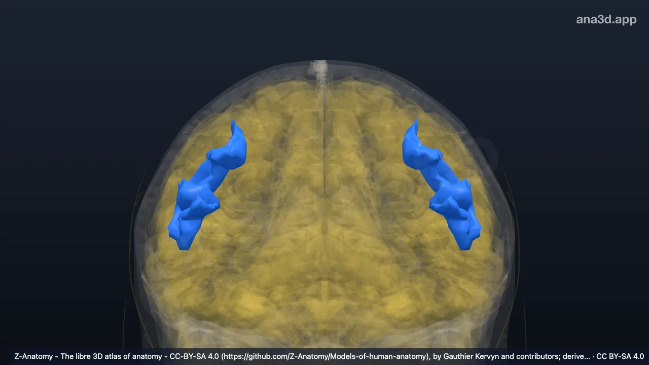 Modelo 3D: Surco precentral (parte inferior)
