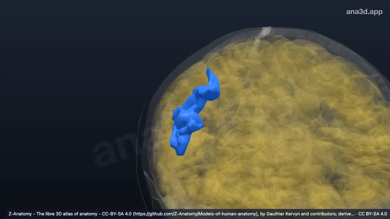 3D-Modell: Rechter Sulcus precentralis (unterer Teil)