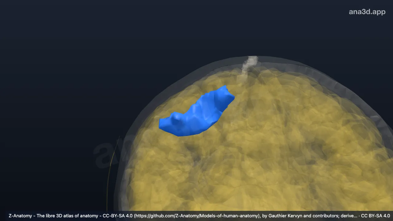 Modelo 3D: Surco precentral derecho (parte superior)