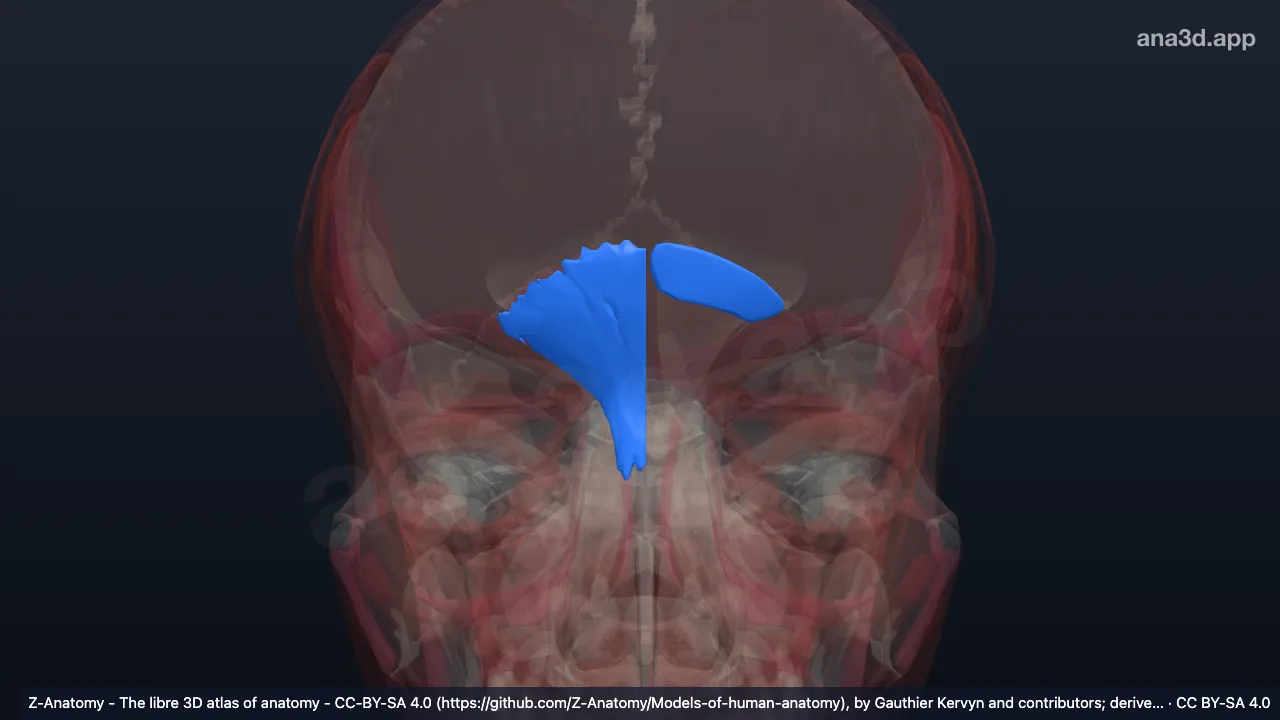3D model: right procerus muscle