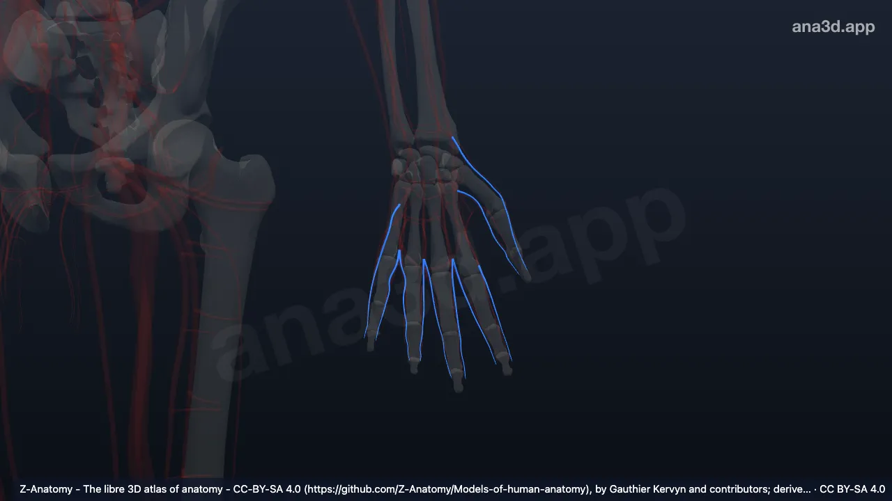 Modelo 3D: Artérias digitais palmares próprias esquerdas