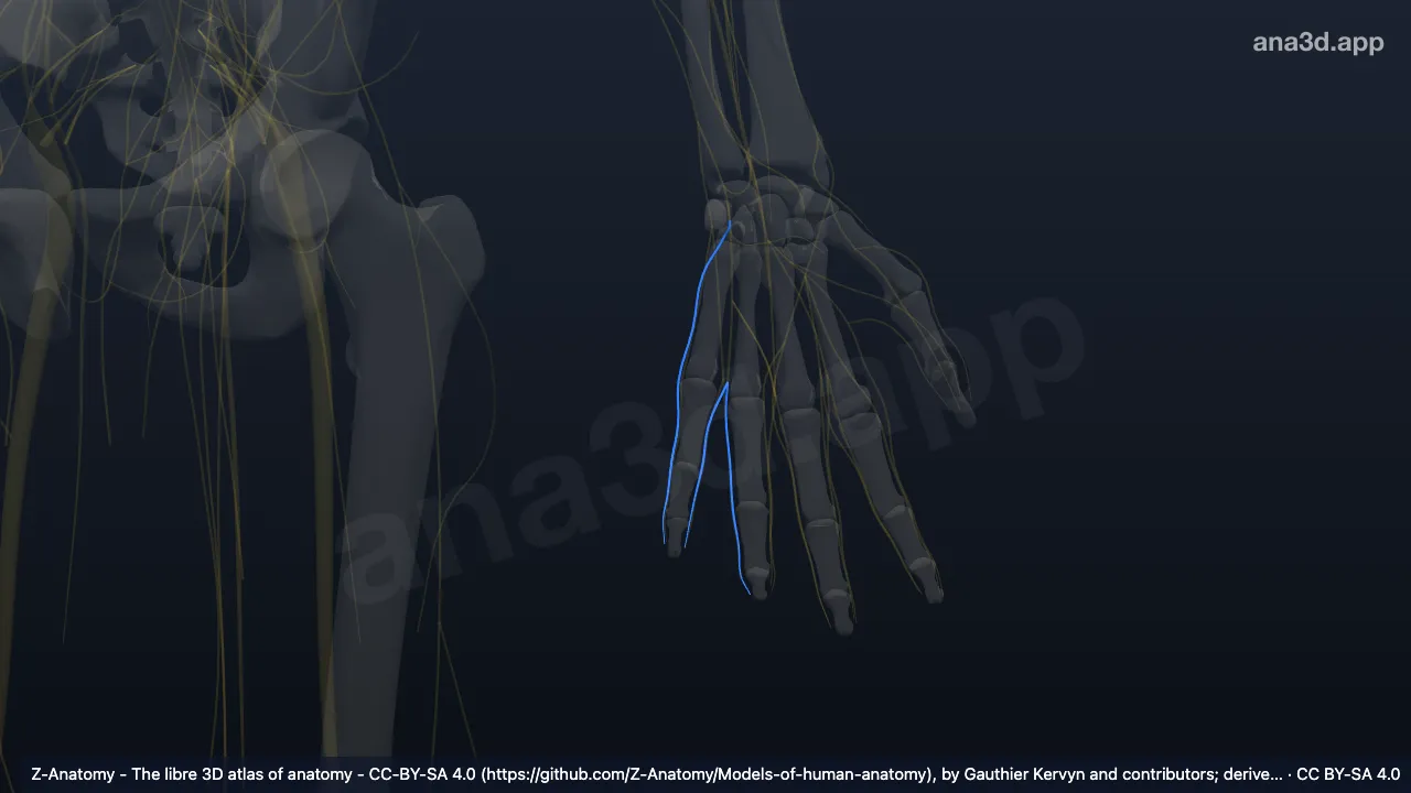 Modèle 3D : Branches digitales palmaires propres du nerf ulnaire gauche