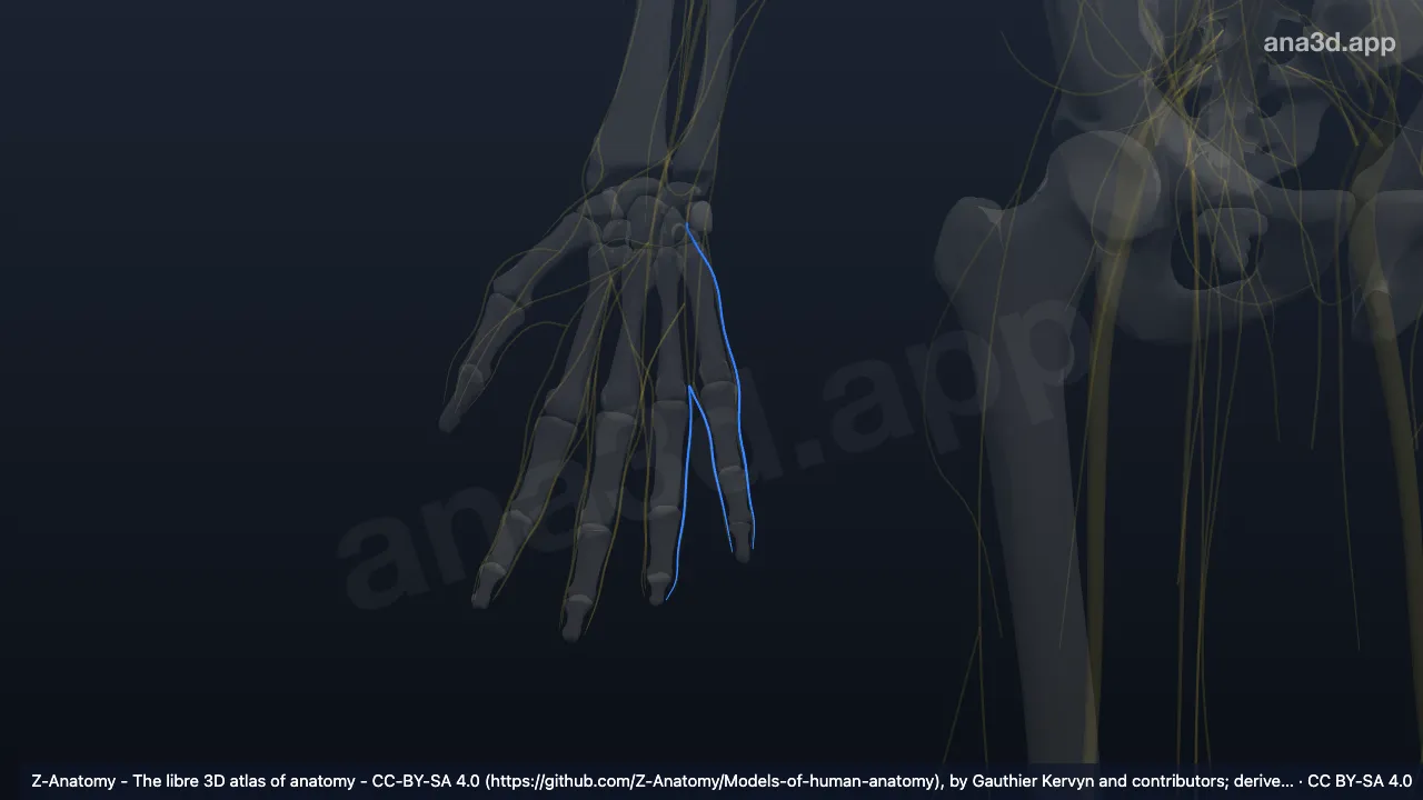 Model 3D: Cabang digitalis palmaris proprius saraf ulnaris kanan