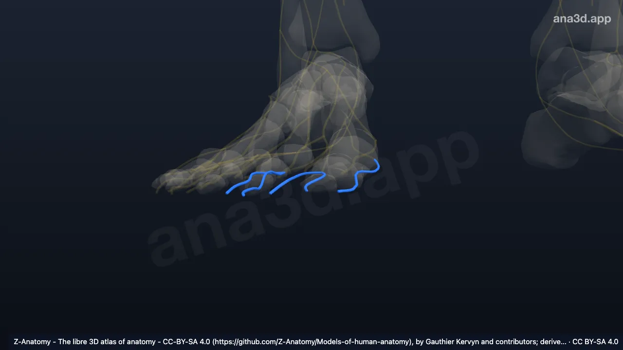Model 3D: Cabang digitalis plantaris proprius saraf plantaris medialis kanan
