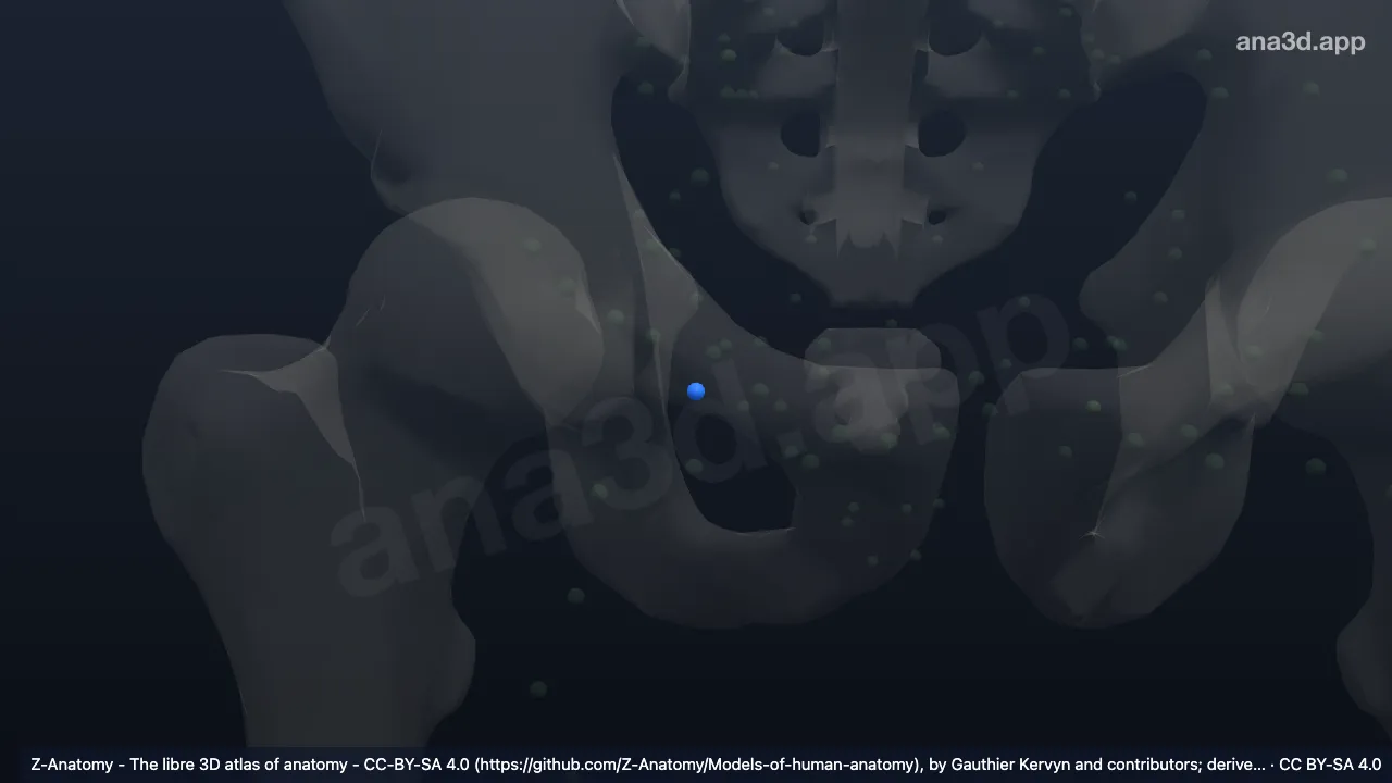 3Dモデル：右近位深鼡径リンパ節