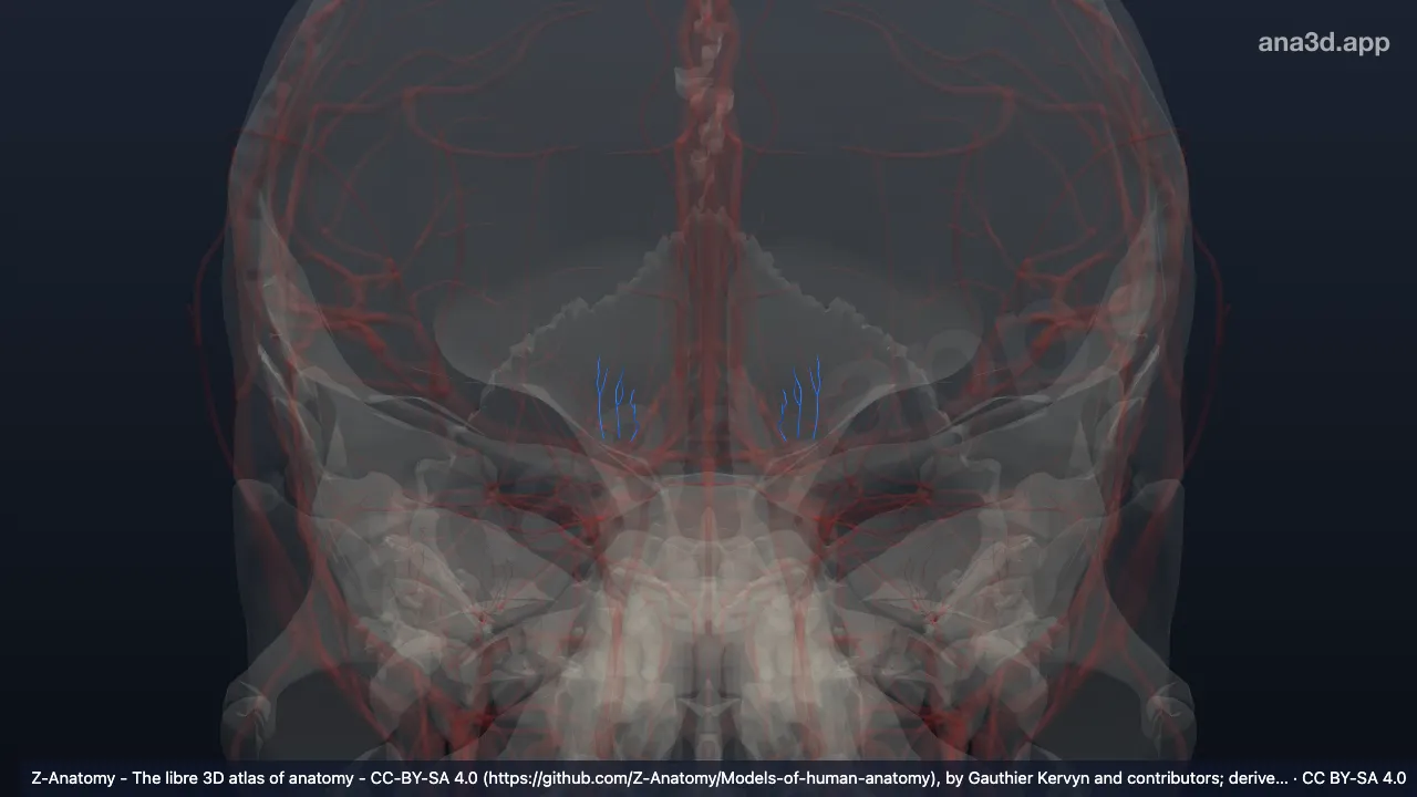 3D 모델: 몸쪽가쪽줄무늬체가지