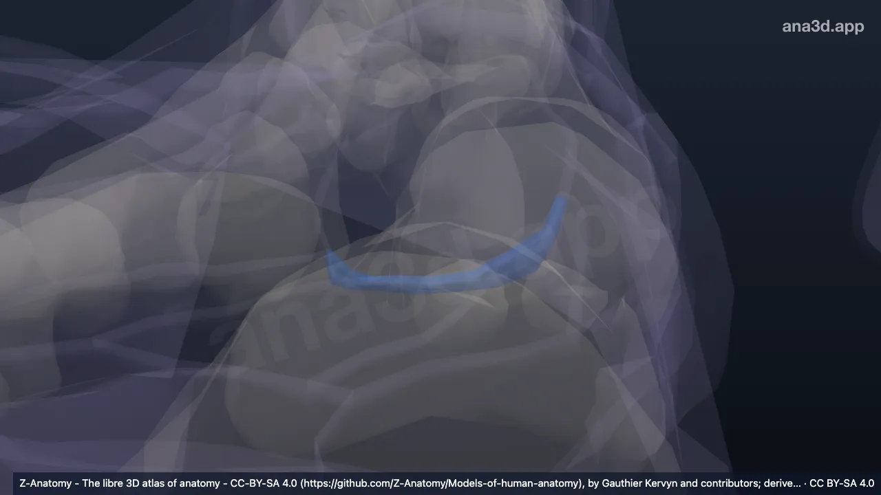 Model 3D: Arkus transversus proksimal kaki kanan