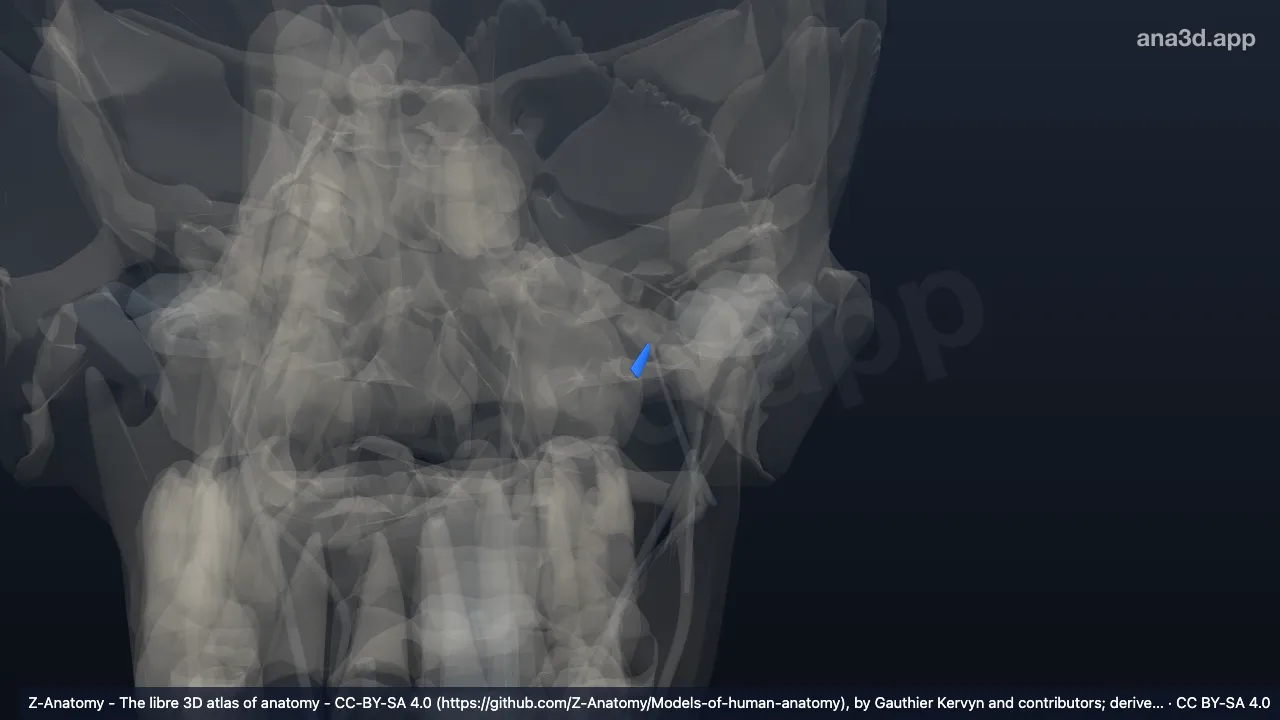 3D model: left pterygospinous ligament
