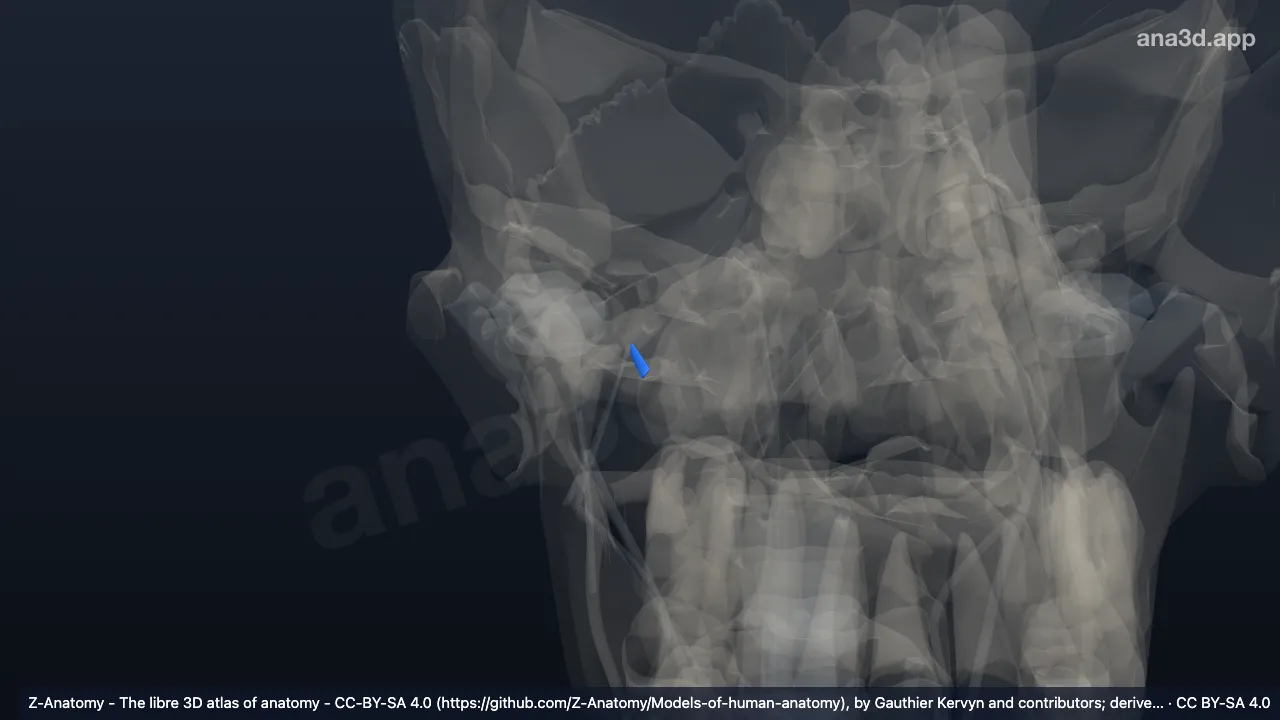 3D model: right pterygospinous ligament