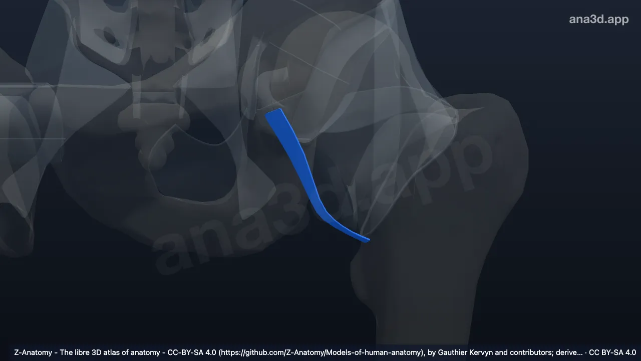 Modèle 3D : Ligament pubofémoral gauche