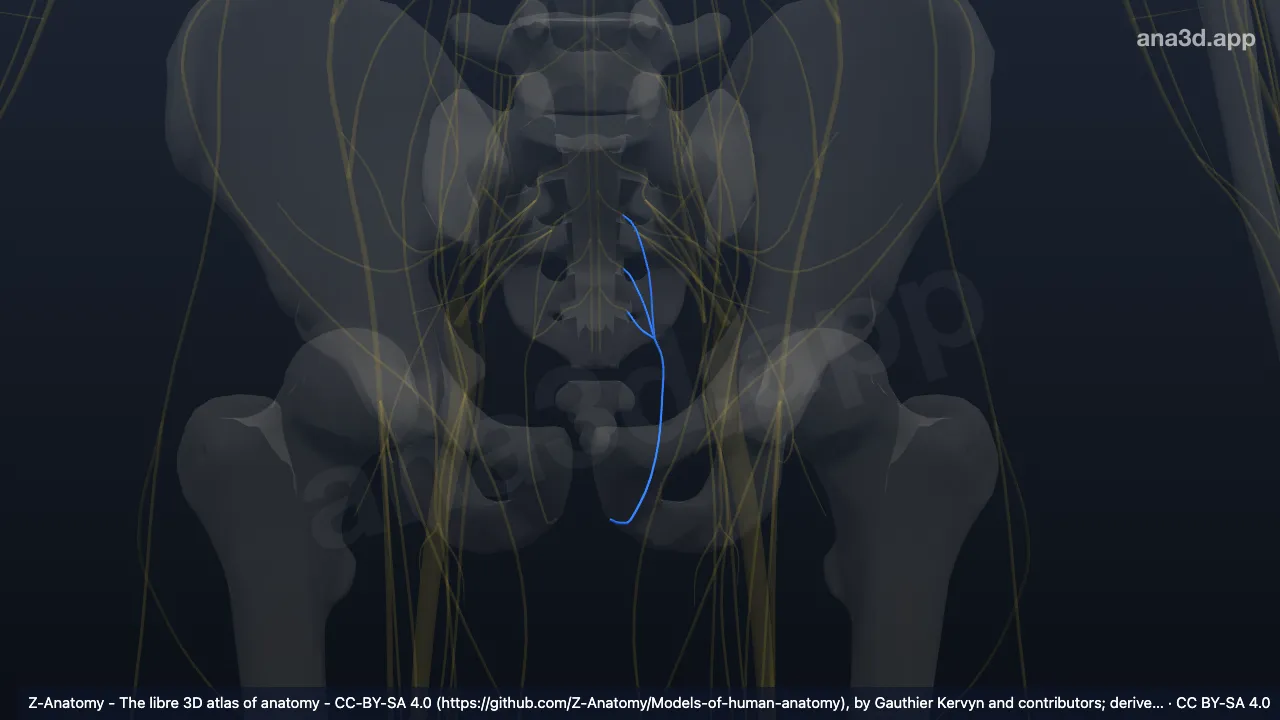 3D model: left pudendal nerve