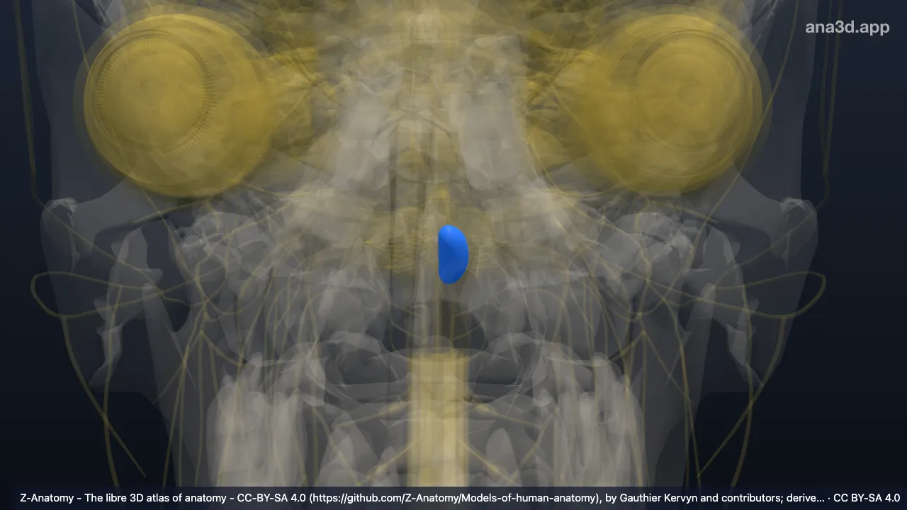 Modelo 3D: Pirámide bulbar izquierda