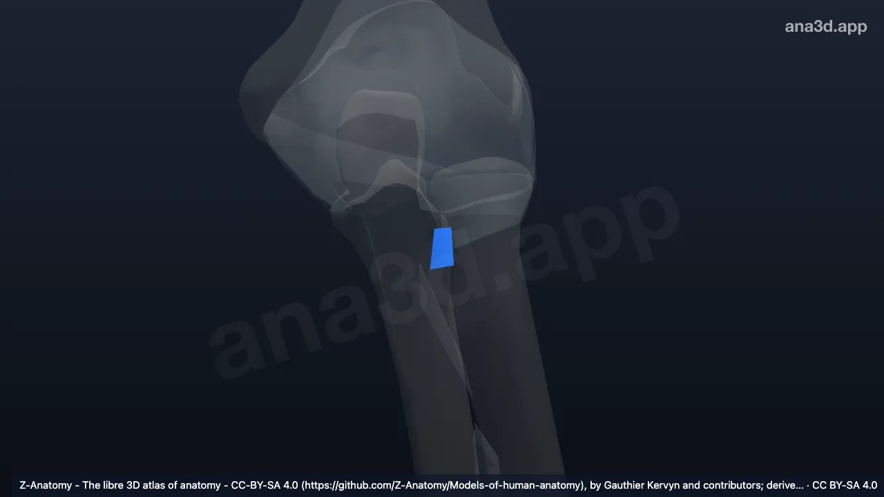 3D model: left quadrate ligament
