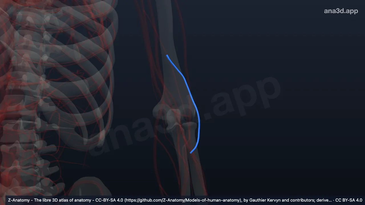 3D-Modell: Linke Arteria collateralis radialis