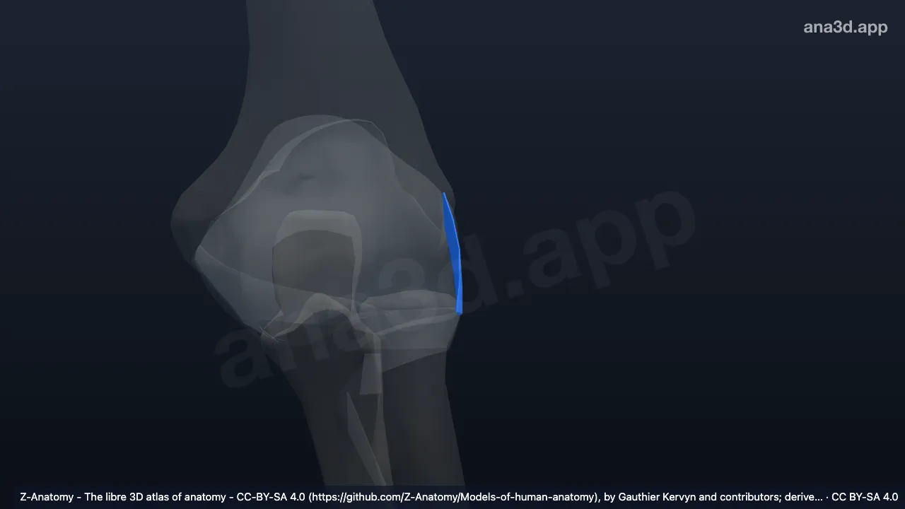 3D model: left radial collateral ligament