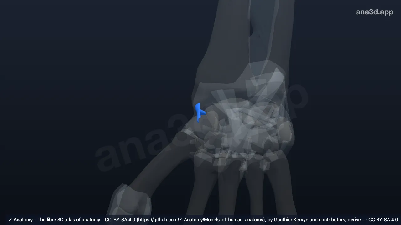 Modelo 3D: Ligamento colateral radial do carpo direito