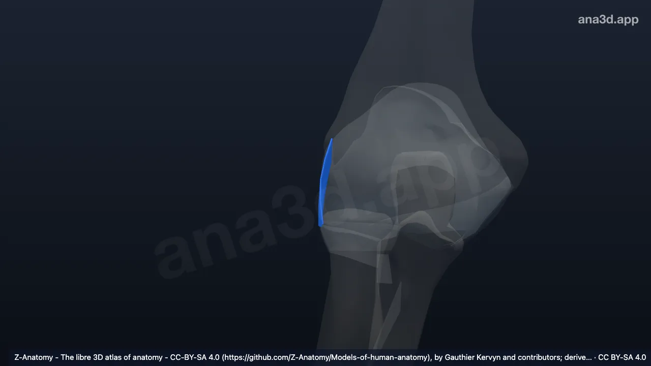 Modelo 3D: Ligamento colateral radial direito