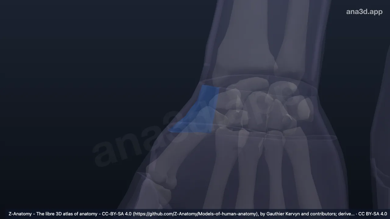 Model 3D: Foveola radialis kanan