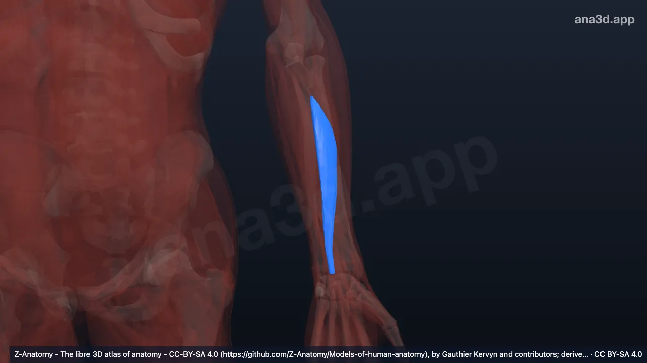 Modelo 3D: Cabeça radial do flexor superficial dos dedos esquerdo