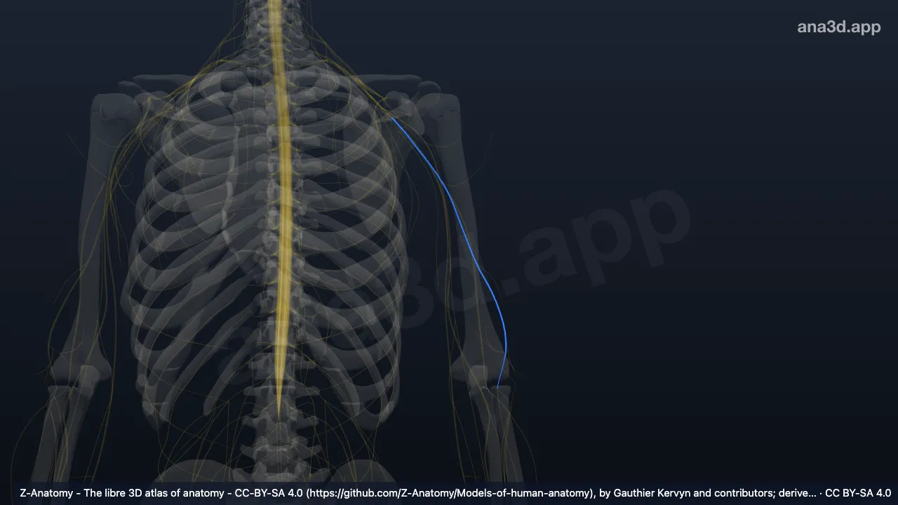 Model 3D: Saraf radialis kiri