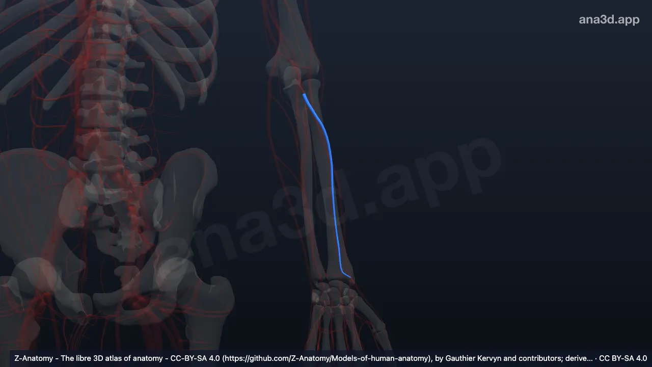 3D model: left radial veins