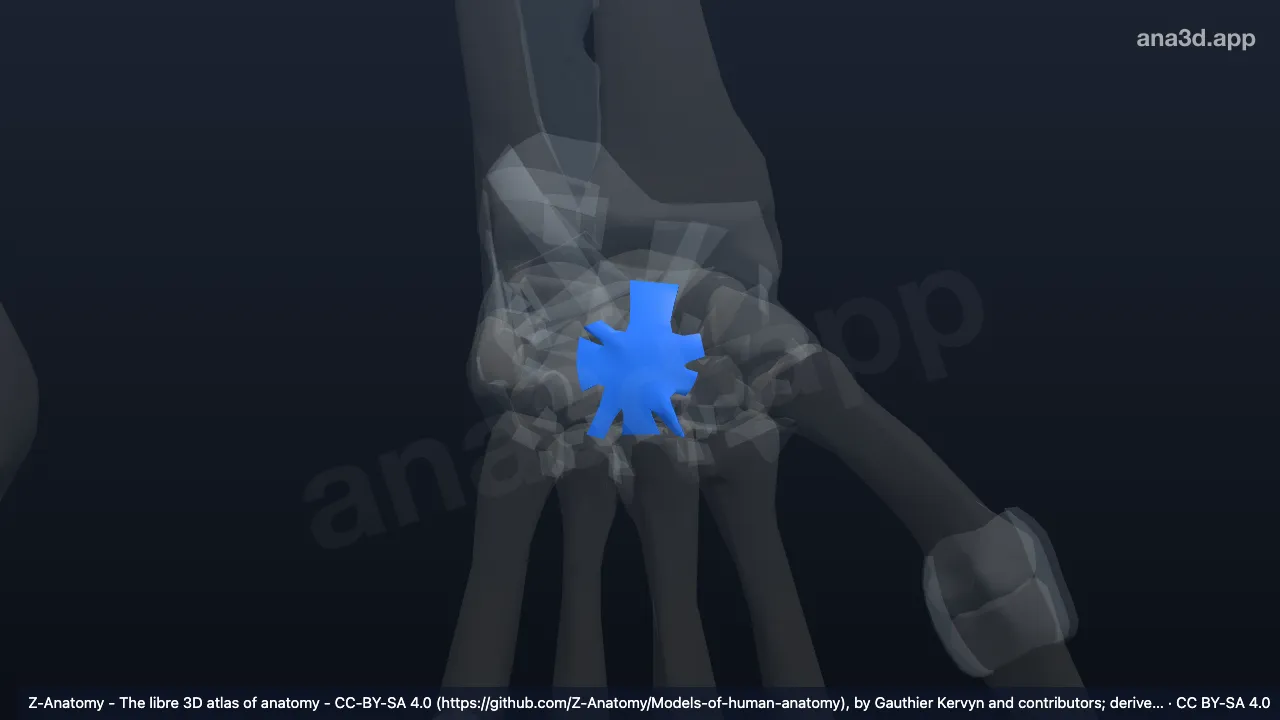 3D model: left radiate carpal ligament