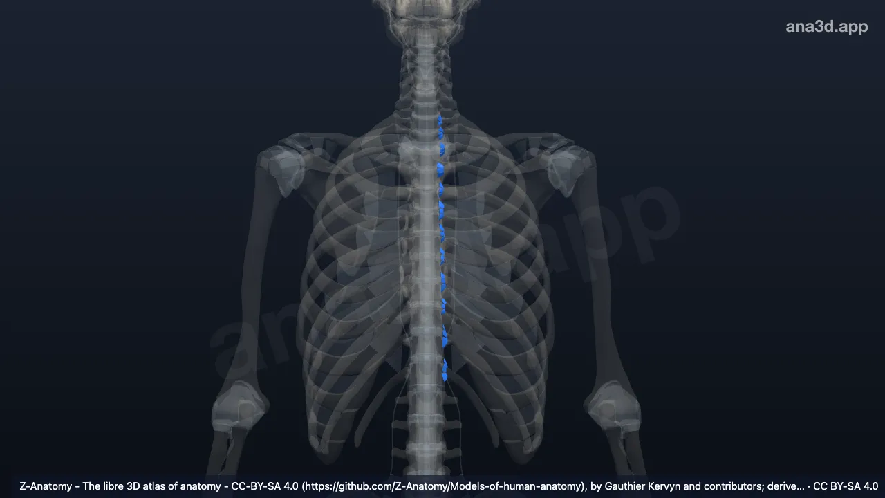 Model 3D: Ligamen radiatum kaput iga kiri