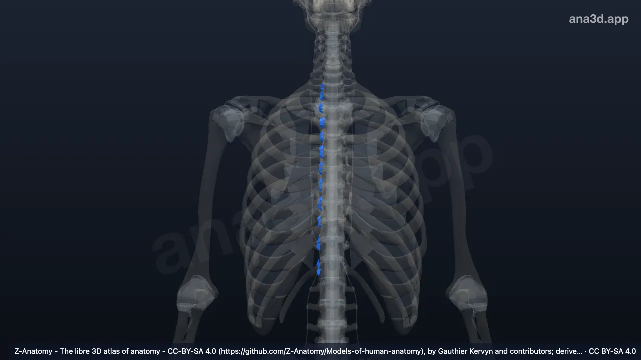 Model 3D: Ligamen radiatum kaput iga kanan