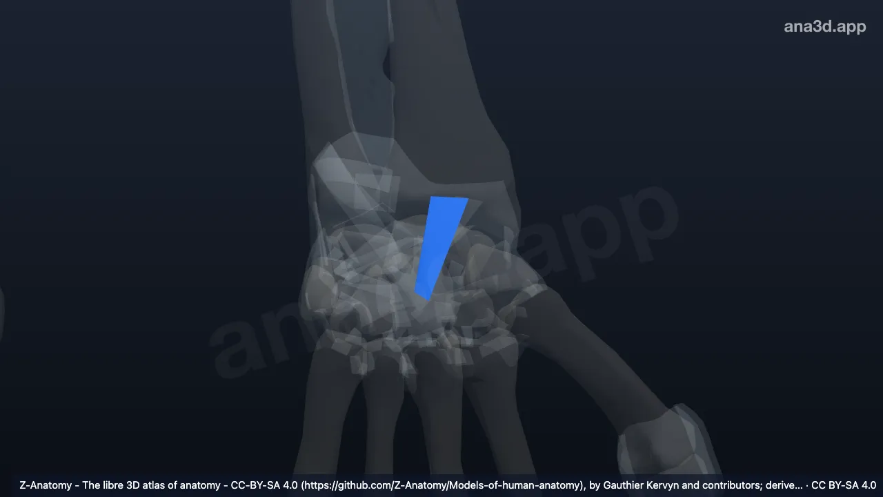 Modelo 3D: Ligamento radiocapitato esquerdo