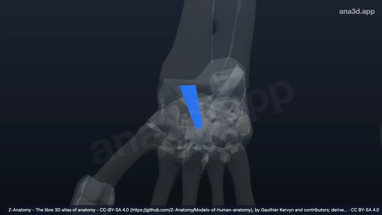 3D model: right radiocapitate ligament