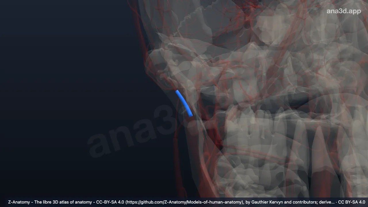 Model 3D: Vena retromandibularis kanan