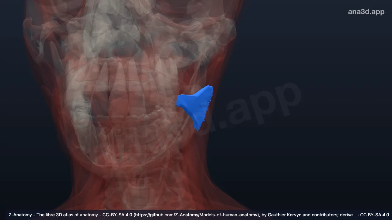 3D-Modell: Linker Musculus risorius