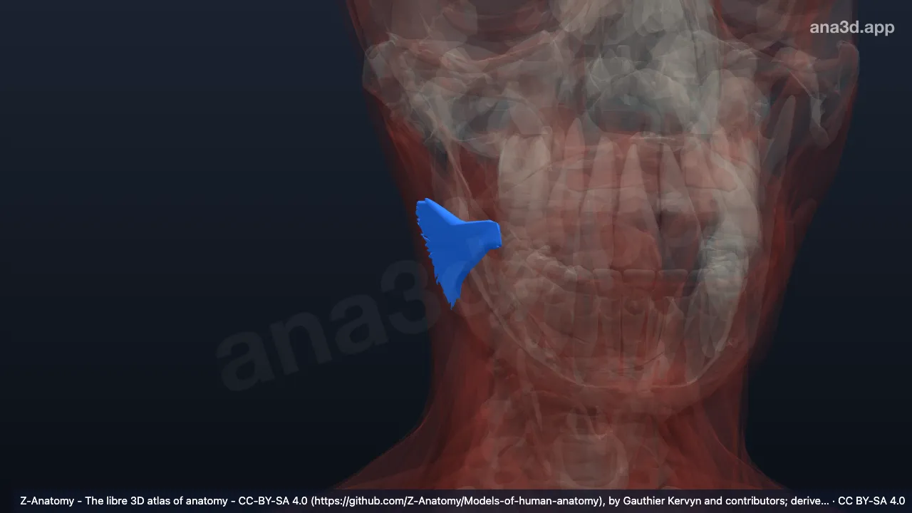 3D model: right risorius muscle