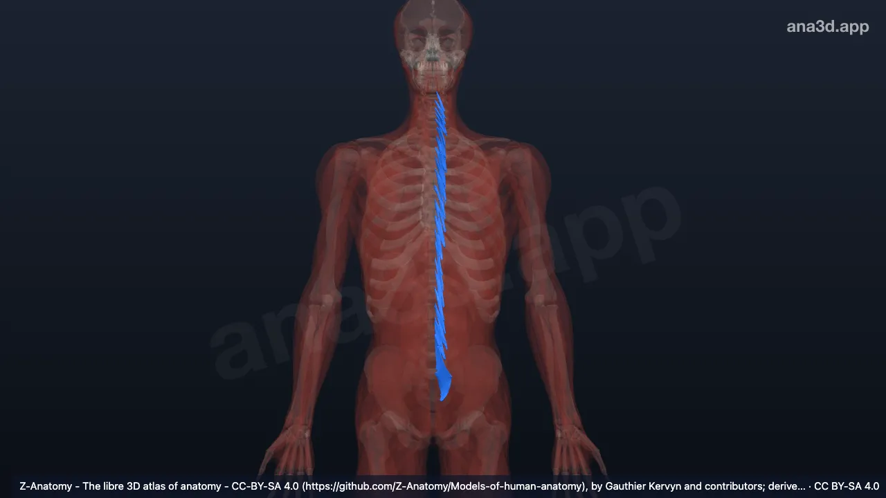 3D-Modell: Linke Musculi rotatores