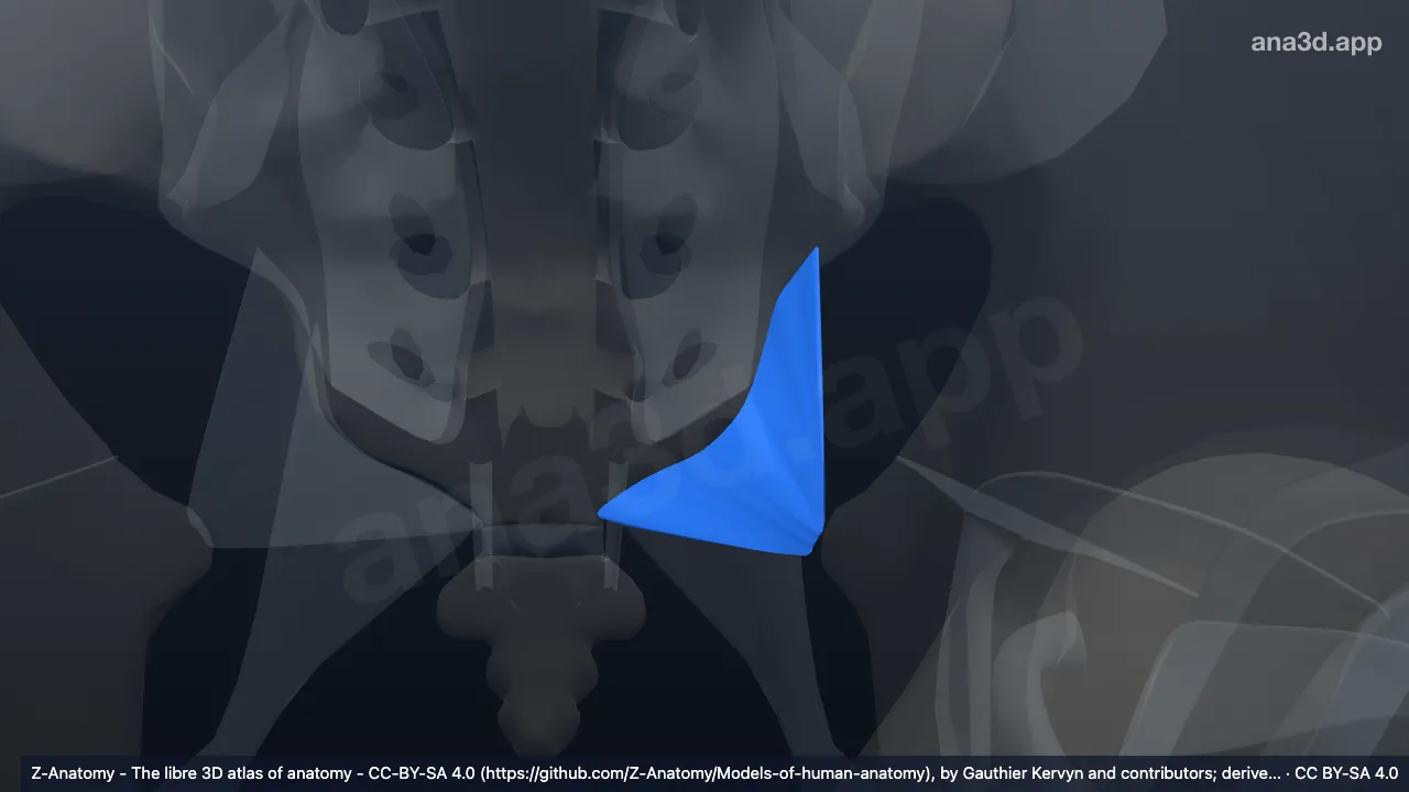 3D-Modell: Linkes Ligamentum sacrospinale