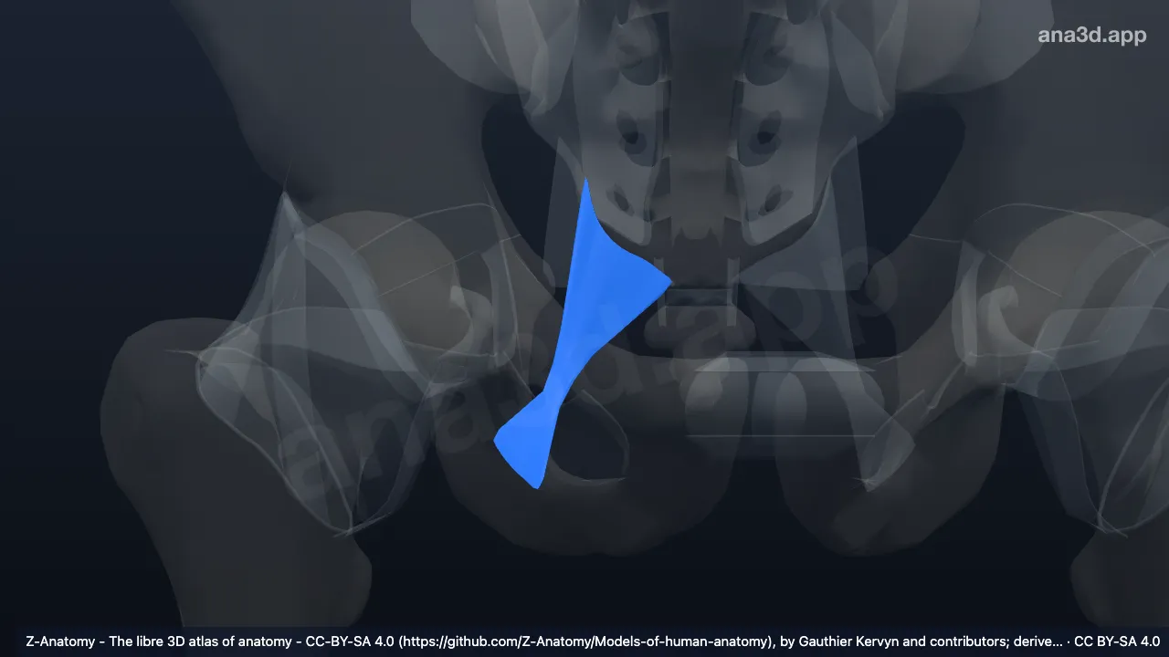 3D model: right sacrotuberous ligament