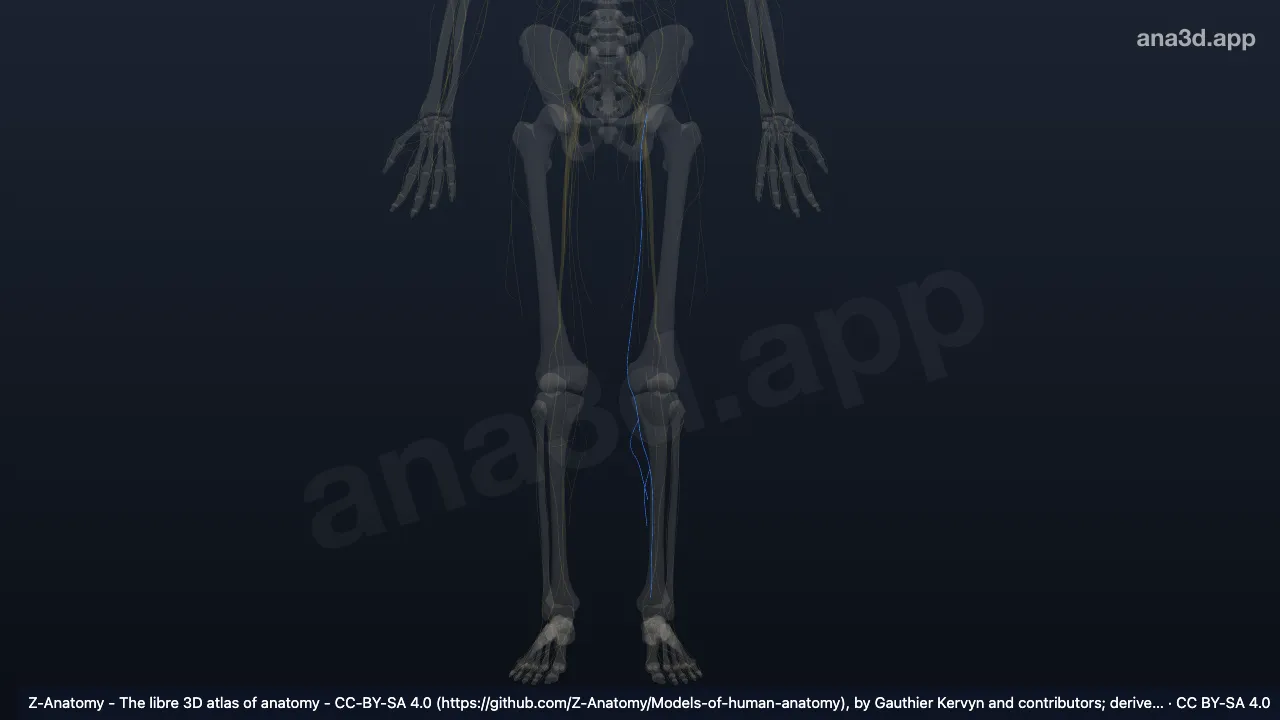 3D model: left saphenous nerve