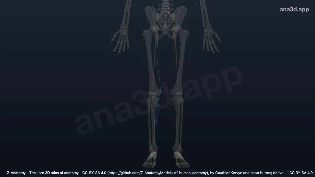 3D model: right saphenous nerve