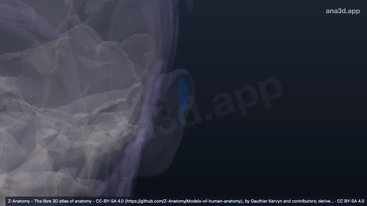 3D-Modell: Linke Scapha