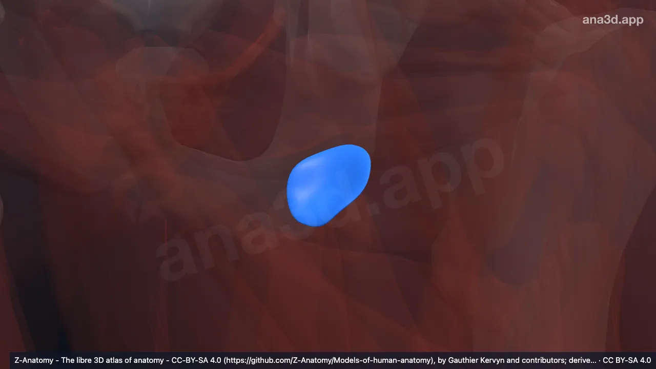 3D-Modell: Linke Bursa ischiadica musculi glutei maximi