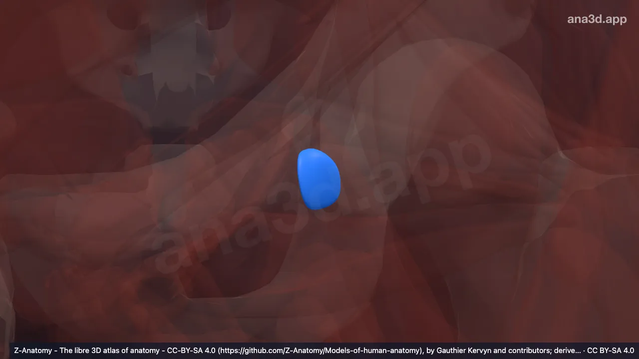 Modelo 3D: Bolsa isquiática del obturador interno izquierdo