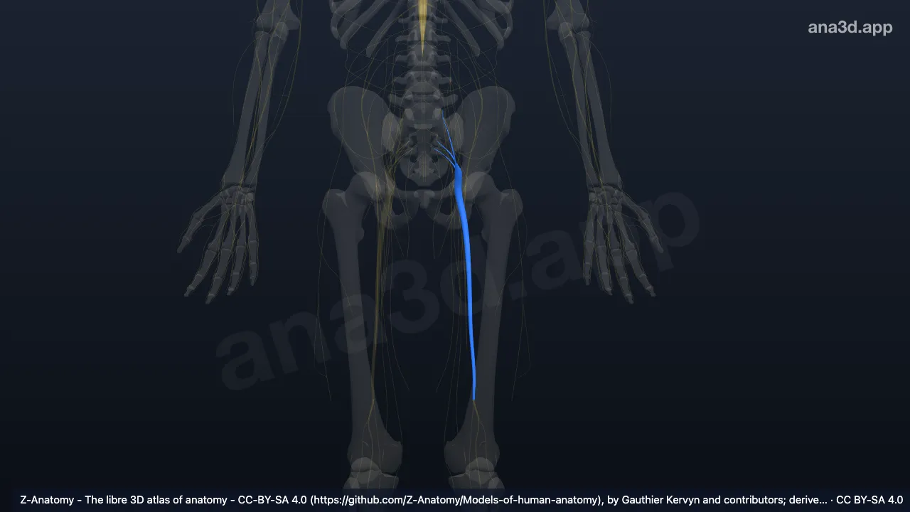 3D model: left sciatic nerve