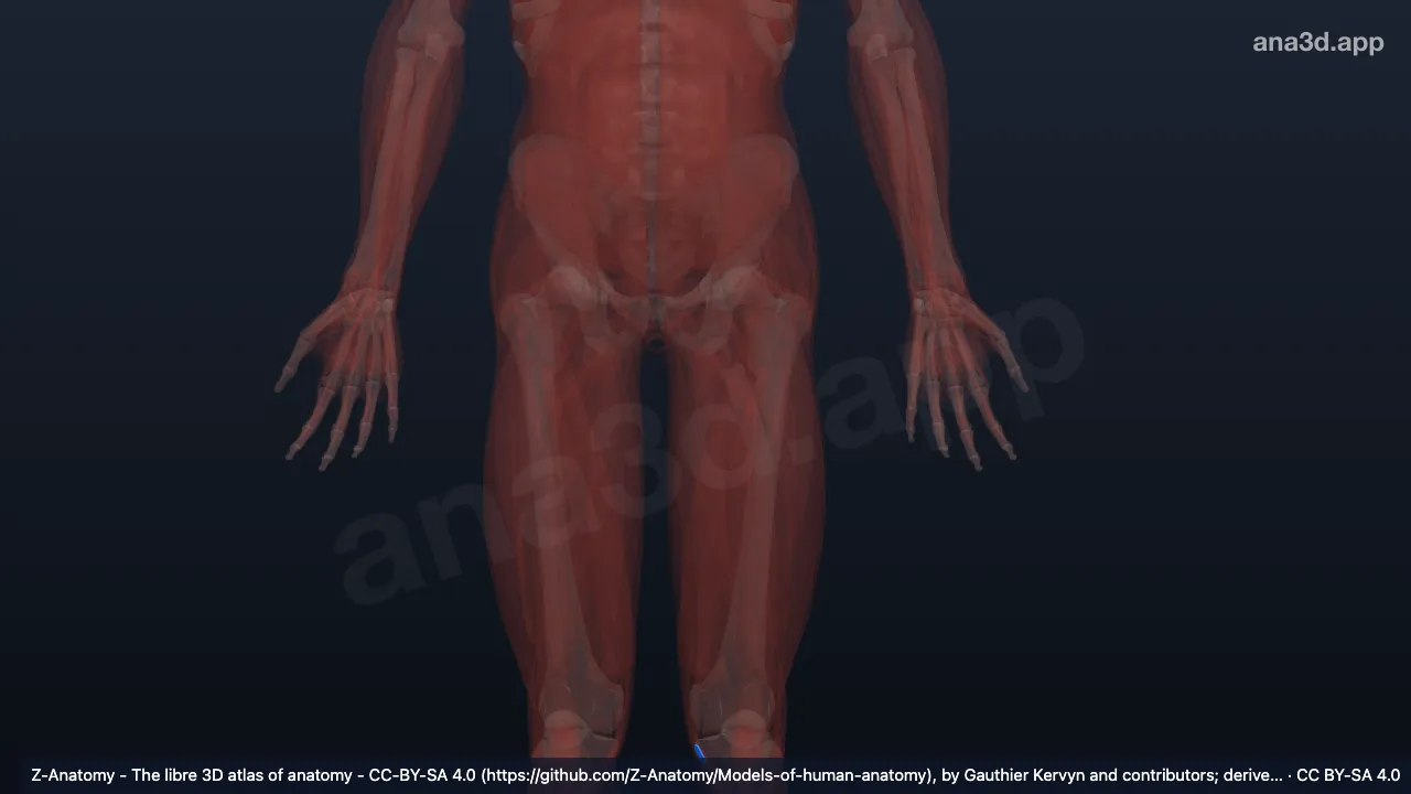Modèle 3D : Bourse du muscle semimembraneux gauche