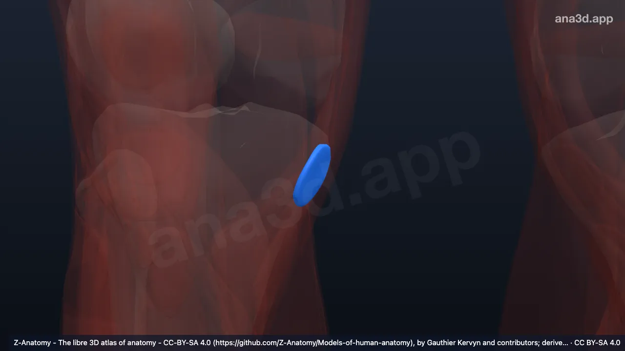 Model 3D: Bursa semimembranosus kanan