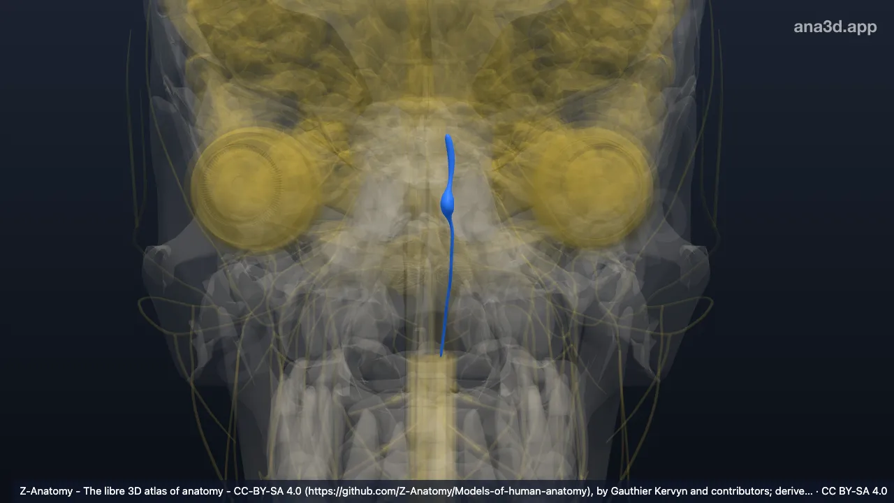 3D model: left sensory root of trigeminal nerve