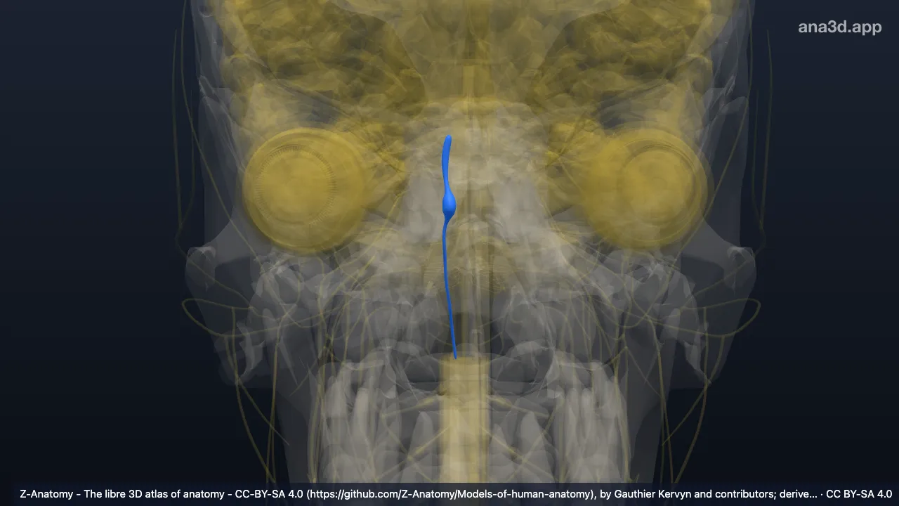 3D model: right sensory root of trigeminal nerve