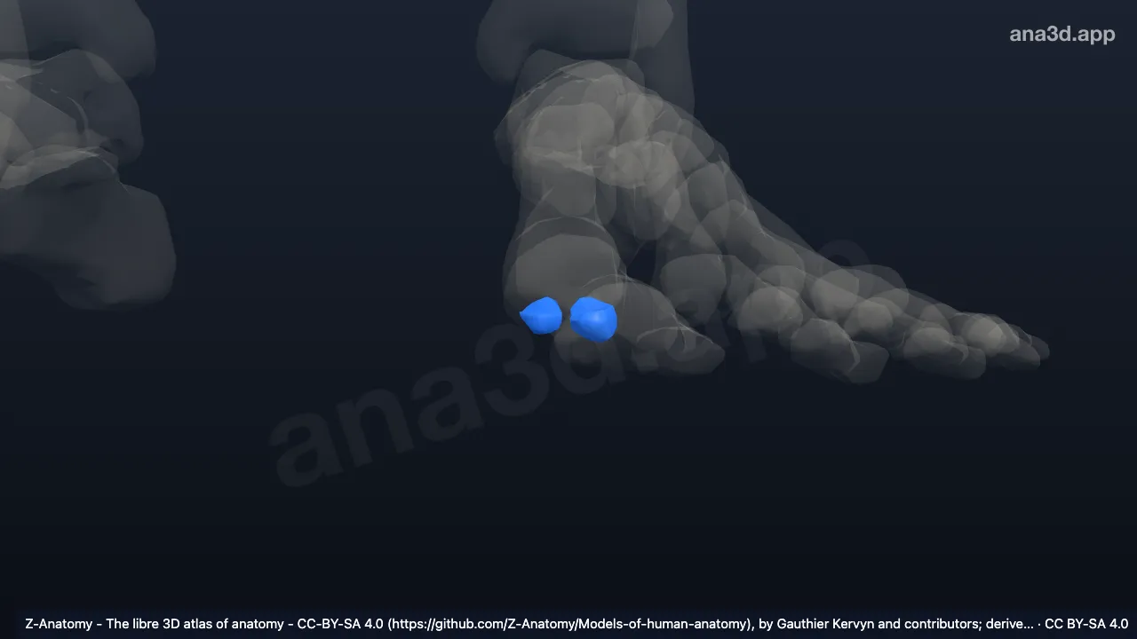 Modelo 3D: Huesos sesamoideos del pie izquierdo