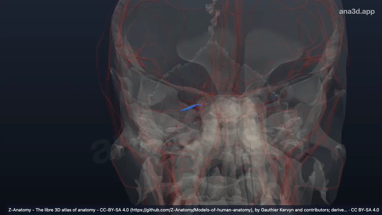 3D 模型：右睫状后短动脉